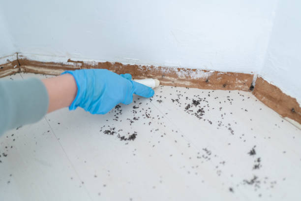 Best Ant Control Services  in Pittsburg, CA