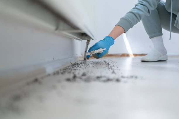 Best Wasp Removal Services  in Pittsburg, CA